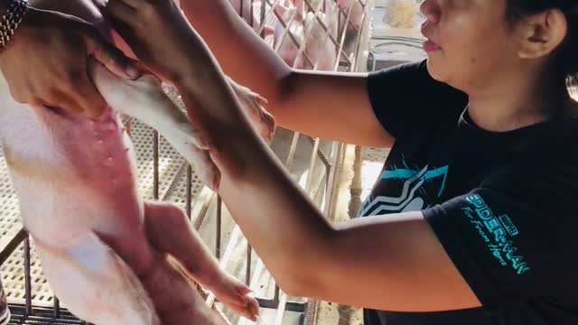 A day in the piggery