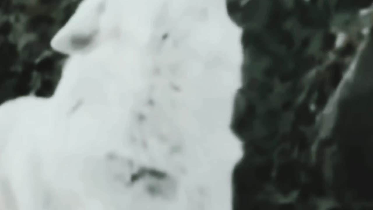 Funny videos