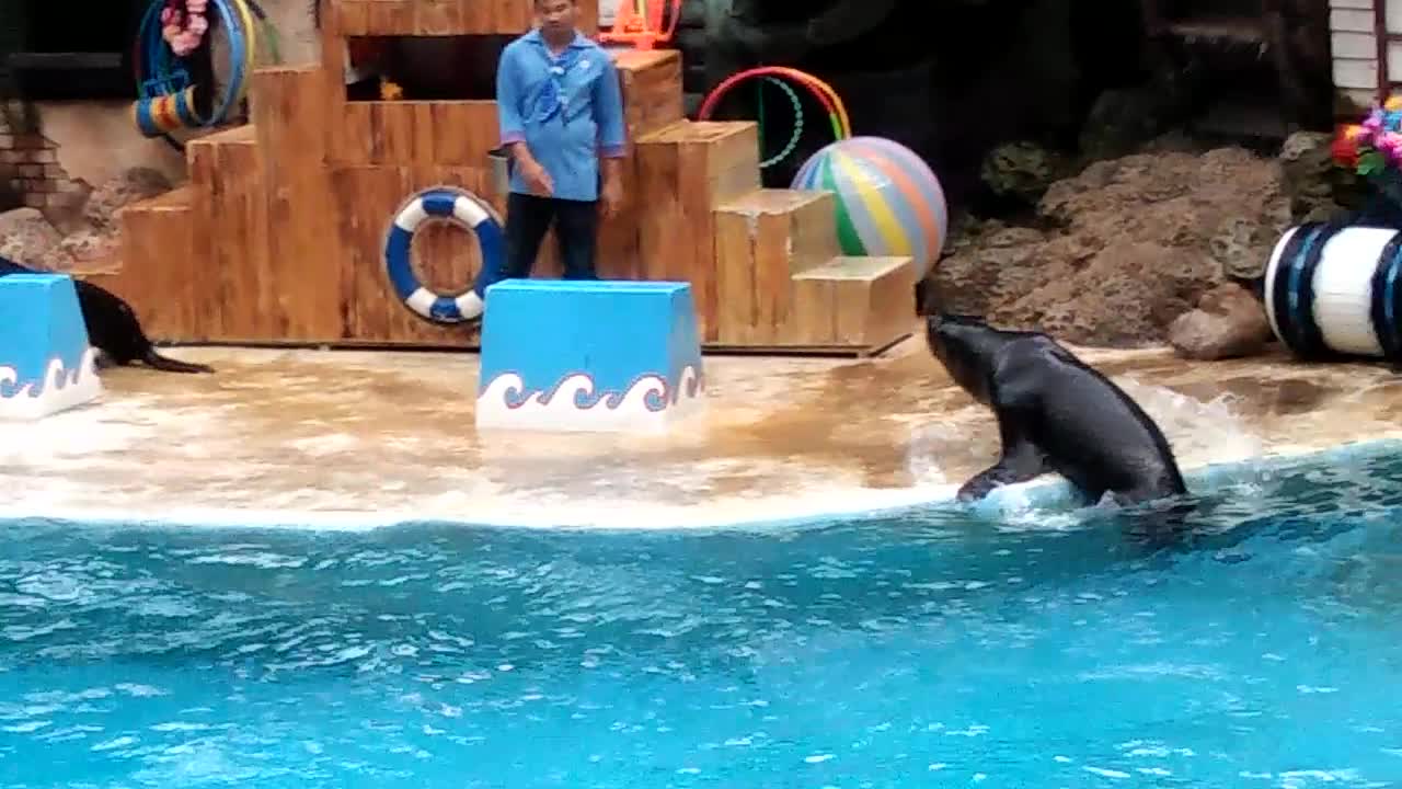 Sea Lion Show at Bangkok EP-01