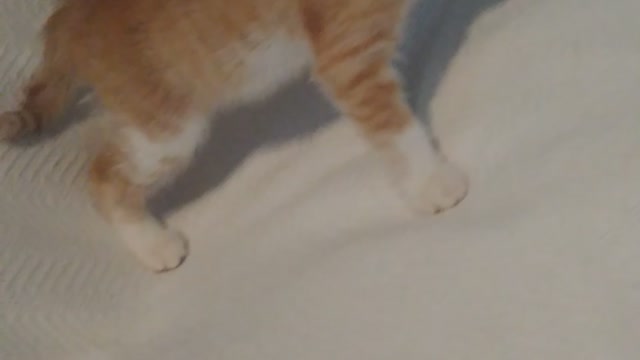 Twinkie flips out over his tail