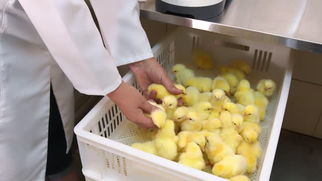 farm with chickens. woman in a white coat holding a small chicken in her hand.