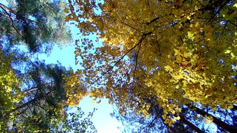 [4K] Autumn Leaves Drone Aerial View Free Stock Footage Free HD Videos - No Copyright