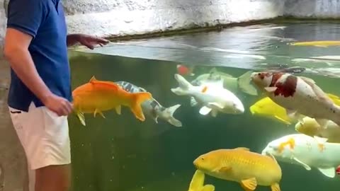 Amezing Beautiful Fish