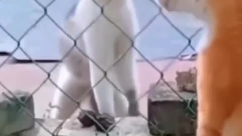 Dogs