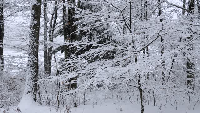 Snowfall in December 2022 Upstate New York 3