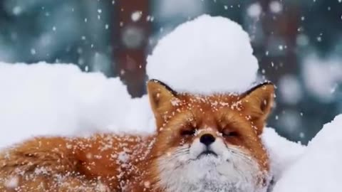 The fox in the snow#