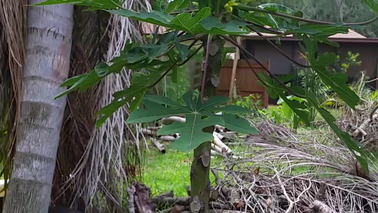 Front Garden Update 4-19