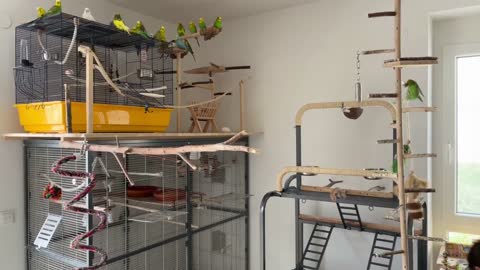 Bird room update