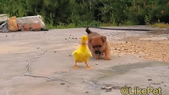 funny dog, funny pet, Puppies like to drink and play with ducklings