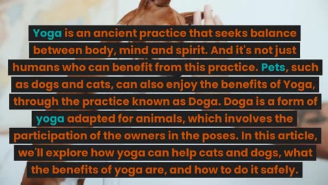 How the practice yoga can help dogs and cats find balance and well-being