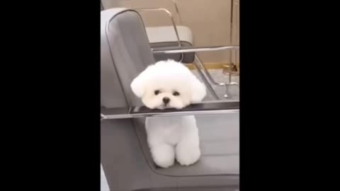 Very very cute puppy