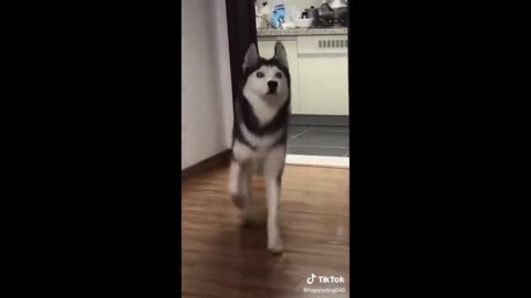 beautiful pet videos - try not to laugh with these videos