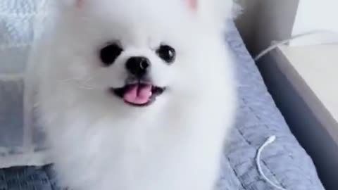 Happy time for the little animals 5125486427