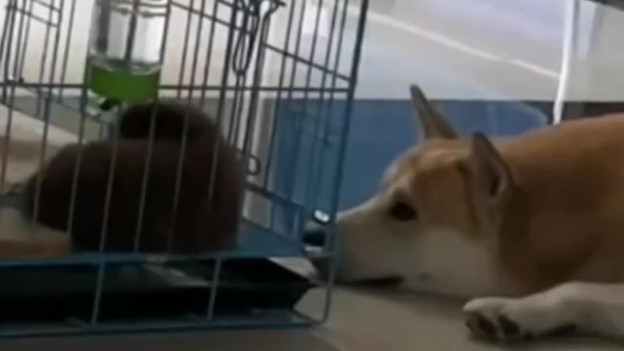 Funny Animal Videos - Best Cats 🐱 And Dogs 🐕 Videos moment