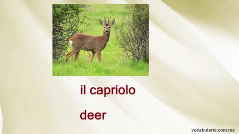 Animals in IITALIAN. Learn more than 25 animals in ITALIAN. Animali in iIglese