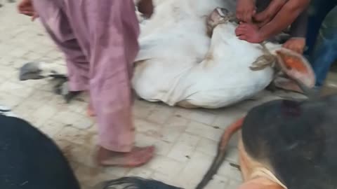 Cows Slaughtering, Best Qasai in the World