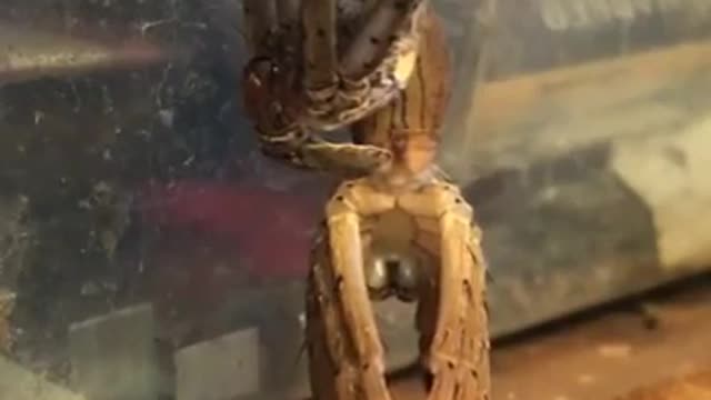 For the first time I see a spider changing its skin Glory be to God