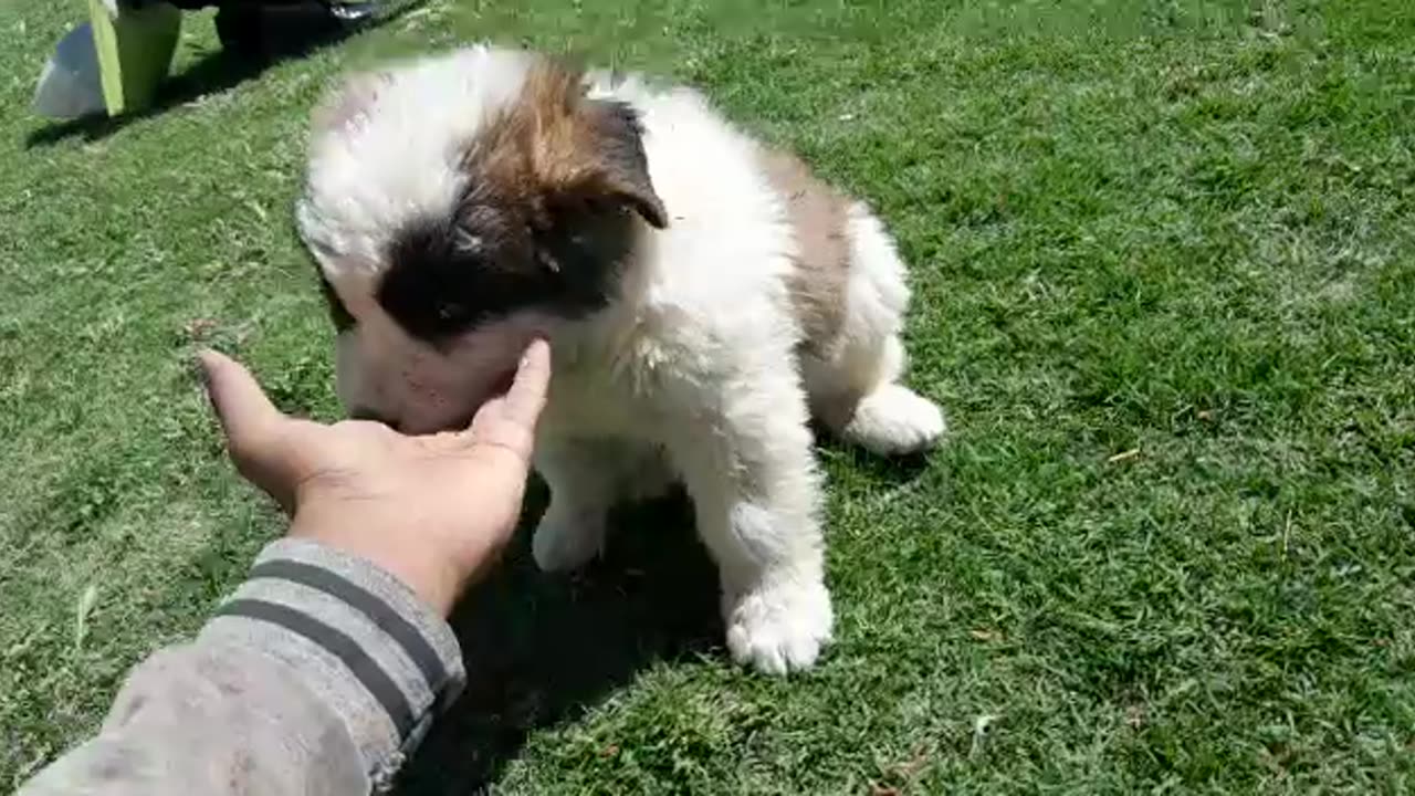 Saint bernard pups