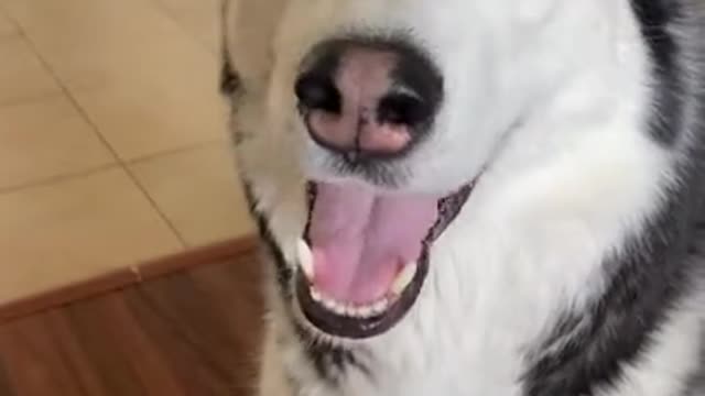 Teach Your Husky To Shake High-Five In 60 Seconds!!!