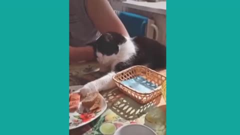Funny Animal Videos __Funniest Cat And Dog Videos Try Not To Laugh