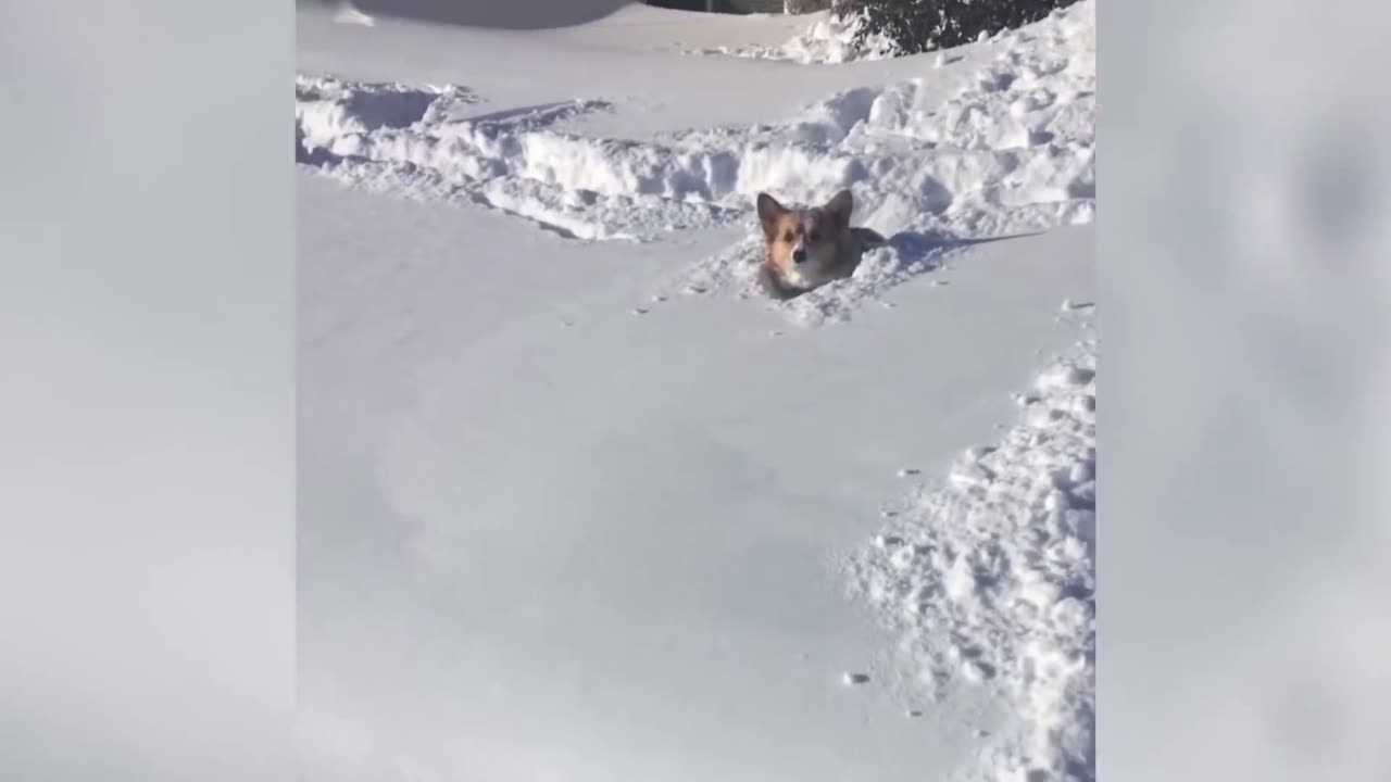 LOL Animal Video #1