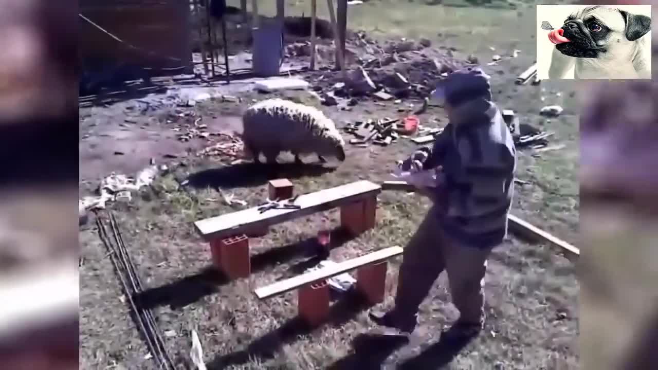 Hilarious and Funny Animal Reaction Part 2😂😂😂
