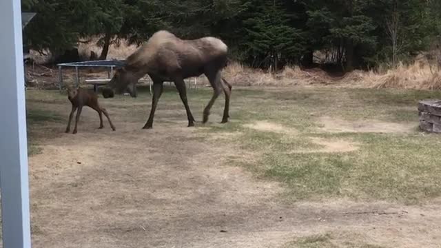 Moose Calf and Mom Visit Backyard