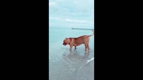 Massive Pit Bull enjoying the beach life 😎 🦁🦁 🏝🏕🌞🌥