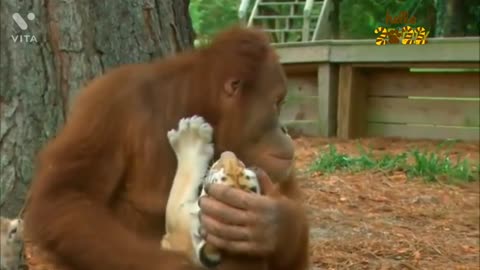 Orangutan Babysits Tiger Cups (AnimalsMadia.com)