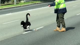 Swan Mama and Her Babies Safely Herded Across Highway