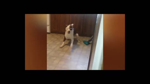 Best Funny Animal Videos Of The 2023 -- - Funniest Cats And Dogs Videos