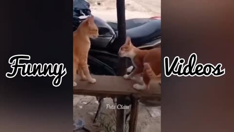 Funny cat video | Animal video