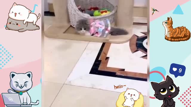 OMG So Funny !! Cat Reaction With This Comb - Funniest 😻 Cats - Try Not To Laugh 🤣