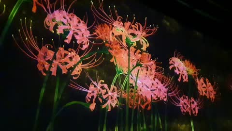 teamLab:LIFE exhibition 7