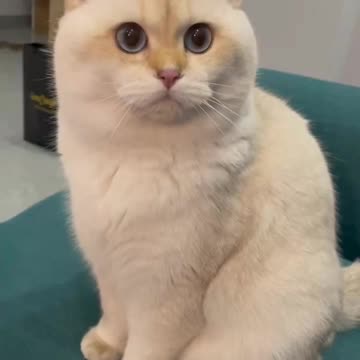 Fanny cat videos | kitty cat video | Cute cat videos | Pet Animal video | Kittycat |