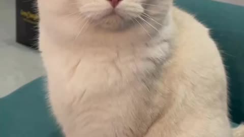 Fanny cat videos | kitty cat video | Cute cat videos | Pet Animal video | Kittycat |
