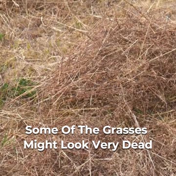 The Secret Of Winter Grasses' Survival! 🍃🌬️