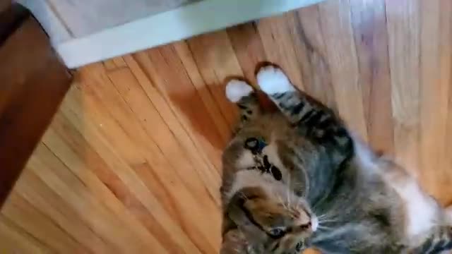 Cat and fox play under door crack