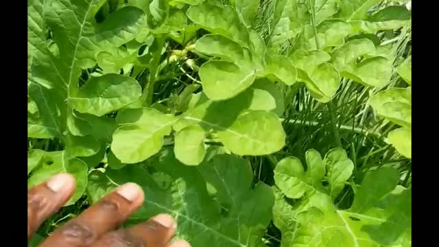 Watermelon easy grow