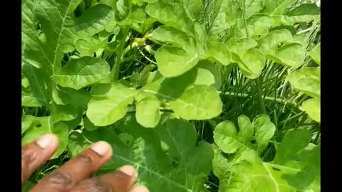 Watermelon easy grow