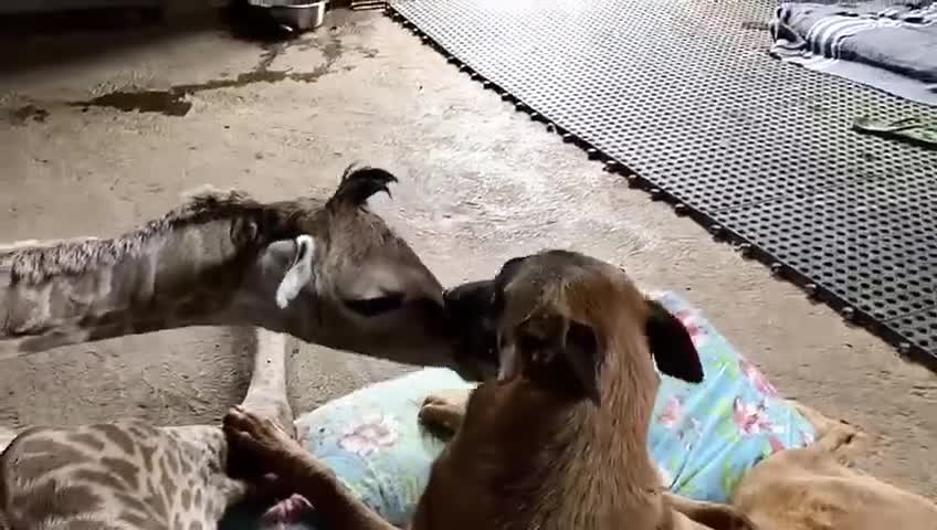 Dog preciously watches over abandoned baby giraffe