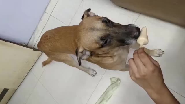 Cute Dogs Eating Ice cream | Dog Enjoying Ice cream