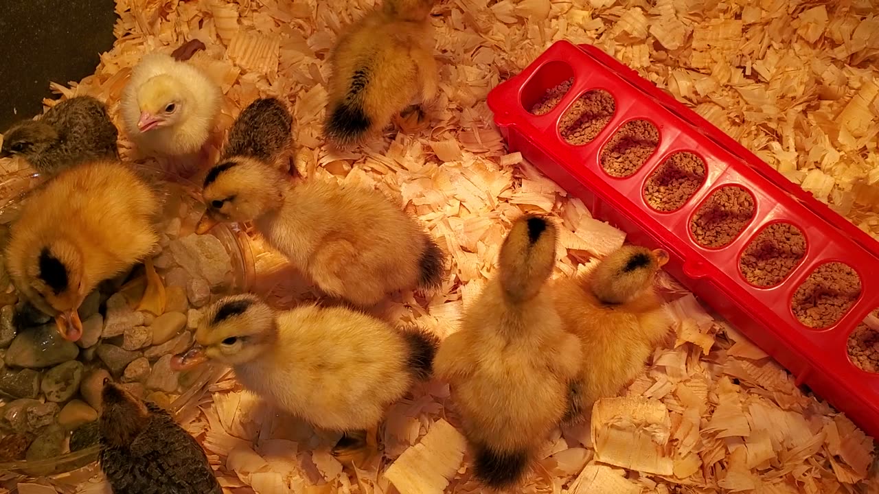 Ducklings and turkeys and quail