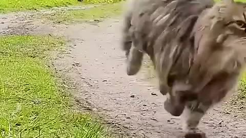 A baby pallas cat was rescued and nurtured by kind people