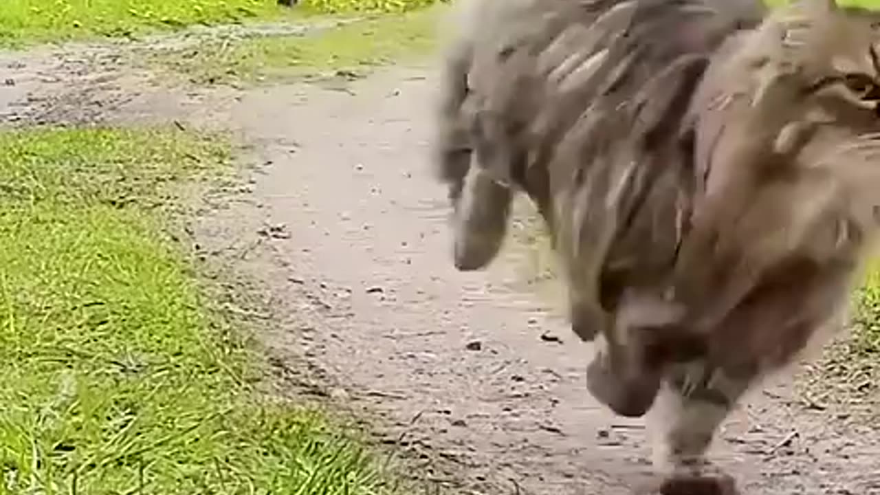 A baby pallas cat was rescued and nurtured by kind people