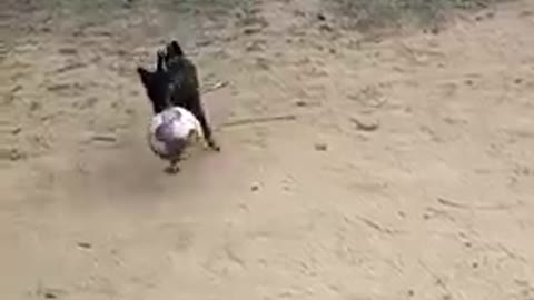 Dog football full masti