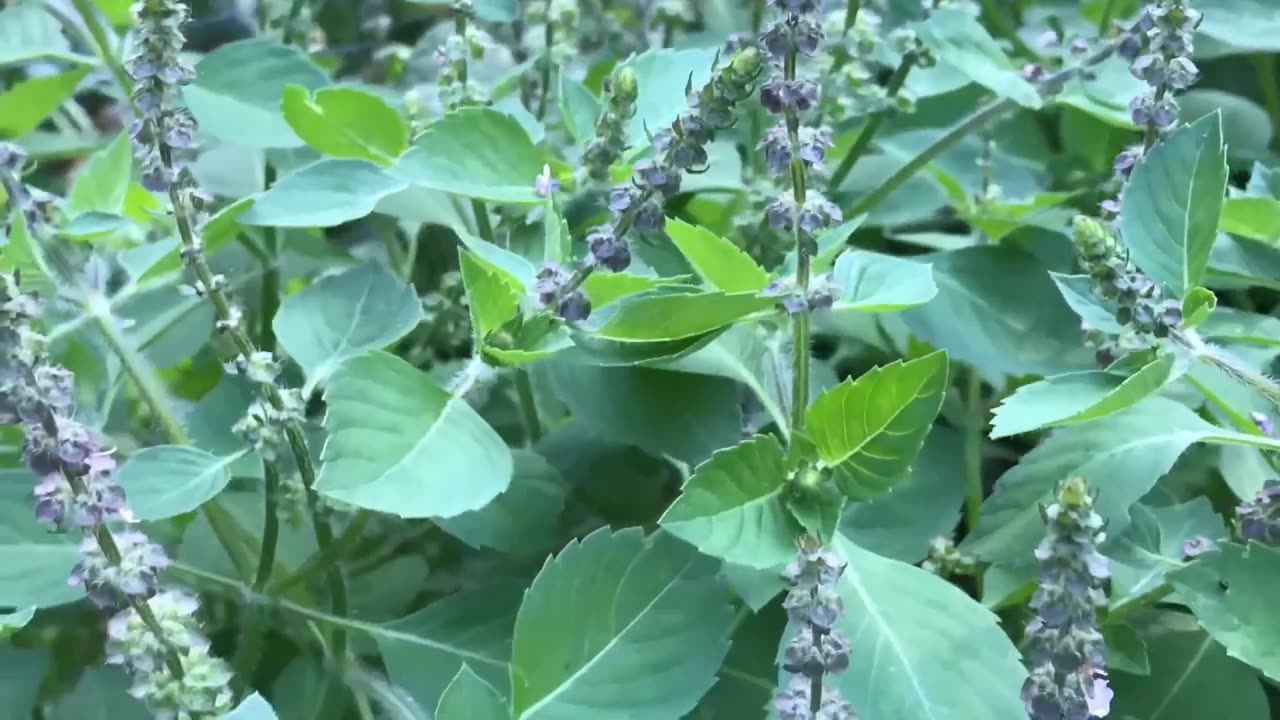 Ocimum Sanctum, Tulsi Holy Basil Culinary Therapeutic Garden Herb Plants