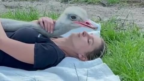 ostrich Love