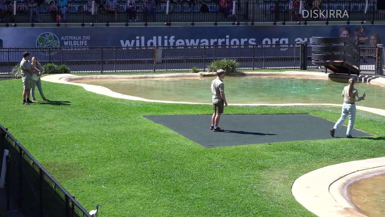 Baby alligator forgets to read the script _ Irwin Croc Show _ Australia Zoo