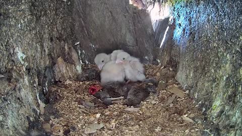 Kestrel Dad Learns to Care for Chicks After Mum Disappears-18